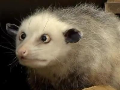 Possum Cross Eyed. "A cross-eyed opossum called