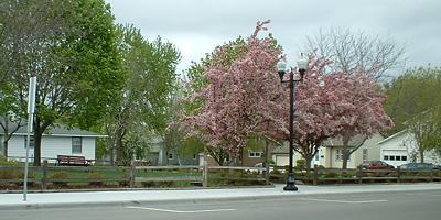 Small park with pink trees near downtown