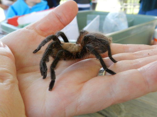 Unknown photographer: tarantula spider on a person's hand. Ray Roberts Lake State Park, Johnson Branch Unit, Texas. (November 3, 2013)