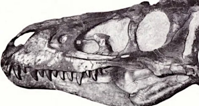 Gilmore's illustration/photo: Gorgosaurus lancensis (1946) via Smithsonian Magazine. see https://www.gbif.org/species/157403182