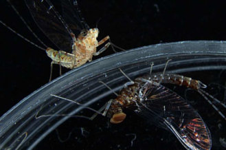 Isabel Almudi's photo: mayflies, one of the 20 species studied in Federica Mantica et al.'s paper.