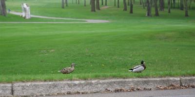 'Ducks over grass' in Sauk Centre