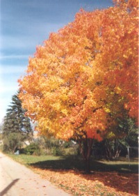 Sauk Centre in the fall