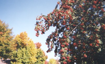 Fall 2002 Wayfarers Tree in Sauk Centre