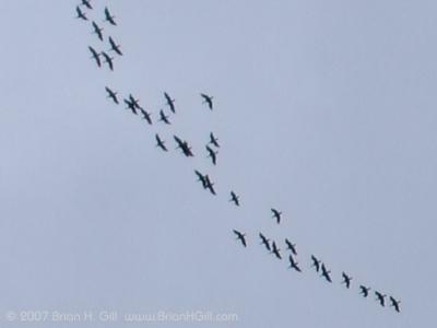 Migrating birds over Sauk Centre, Minnesota