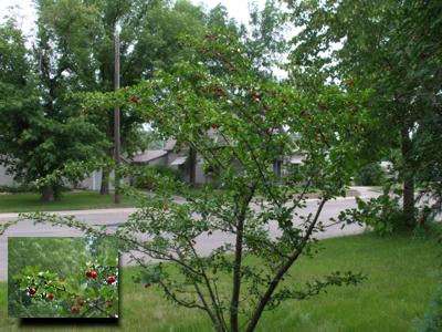 It could be worse: a Minnesota cherry tree