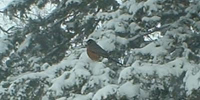 King of the perch: a cool robin in Sauk Centre