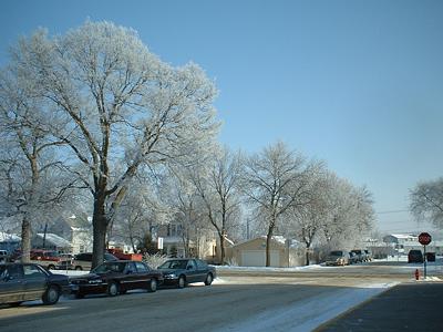 Frost on trees in Sauk Centre, Minnesota.