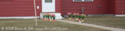 Spring flowers, Minnesota style, Sauk Centre, Minnesota