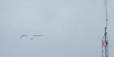 Pelicans over Sauk Centre: near St. Michael's Hospital